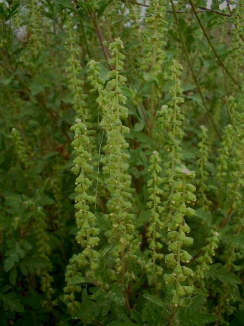 Ambrosia artemisiifolia ... per i non allergici